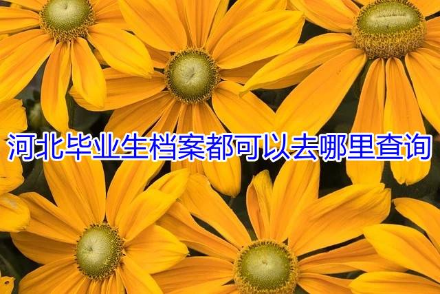 河北毕业生档案都可以去哪里查询