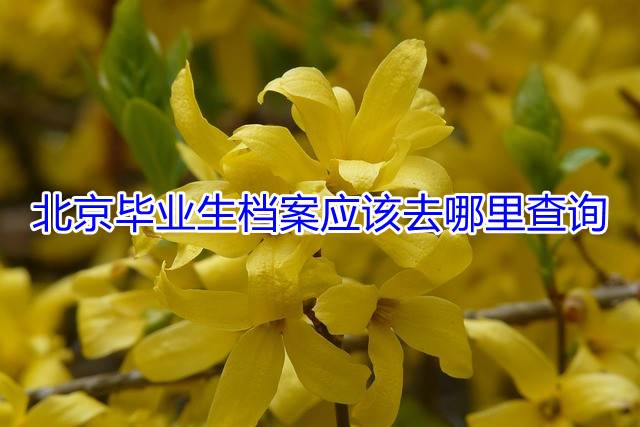 北京毕业生档案应该去哪里查询