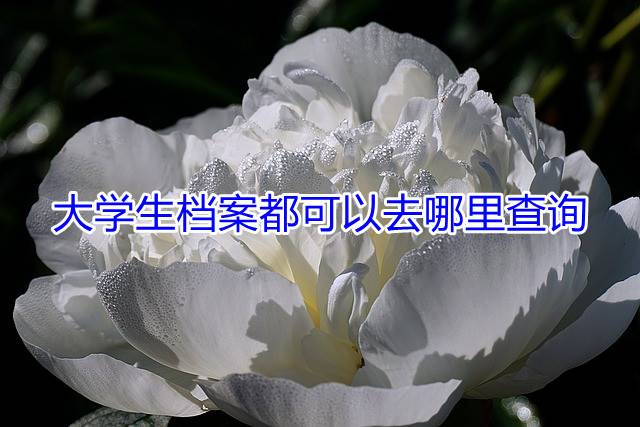 大学生档案都可以去哪里查询
