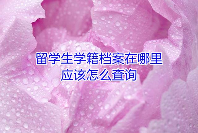 留学生学籍档案在哪里，应该怎么查询