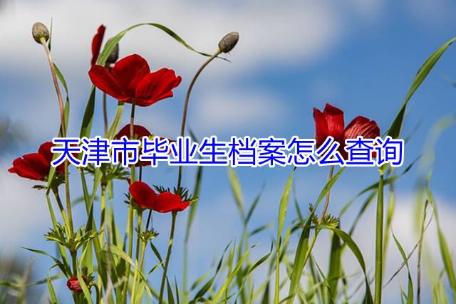 天津市毕业生档案怎么查询