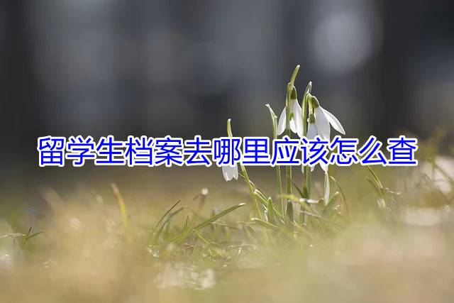 留学生档案去哪里应该怎么查