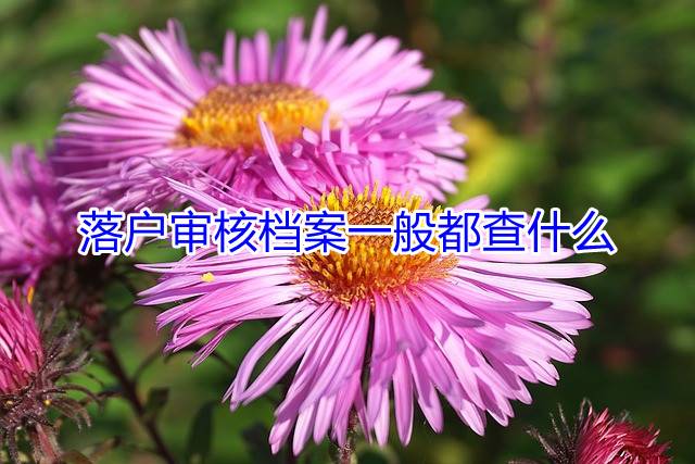 落户审核档案一般都查什么