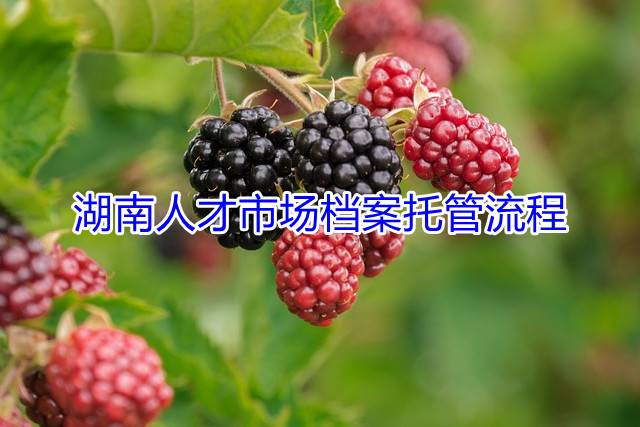 湖南人才市场档案托管流程