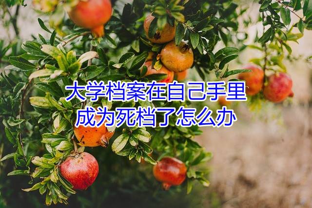 大学档案在自己手里成为死档了怎么办