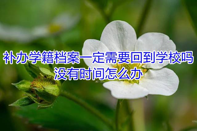 补办学籍档案一定需要回到学校吗，没有时间怎么办