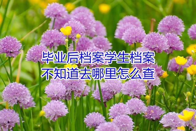 毕业后档案学生档案不知道去哪里怎么查