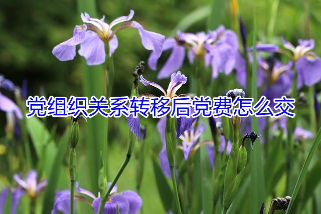 党组织关系转移后党费怎么交