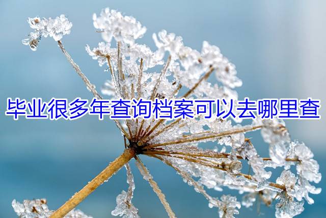 毕业很多年查询档案可以去哪里查