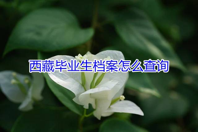 西藏毕业生档案怎么查询