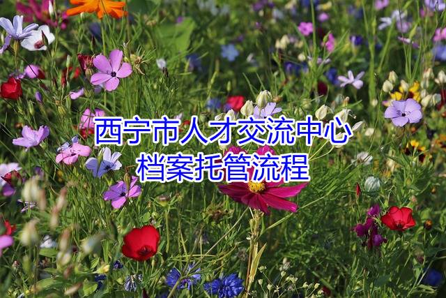 西宁市人才交流中心档案托管流程