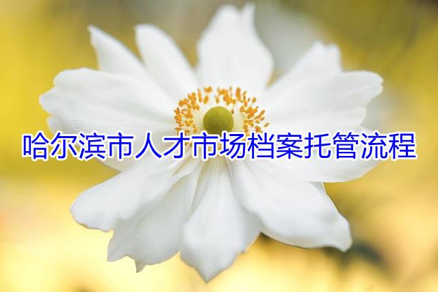 哈尔滨市人才市场档案托管流程