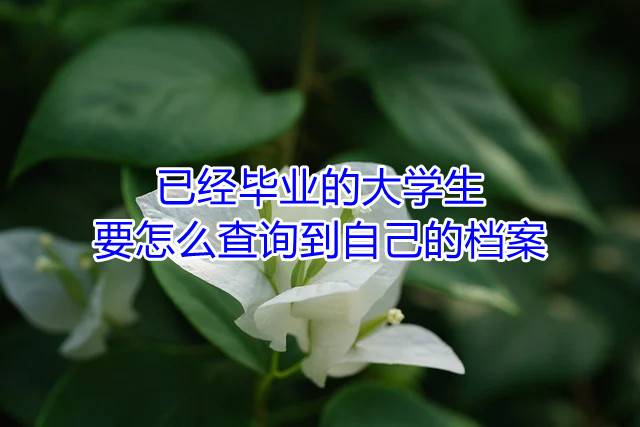 已经毕业的大学生要怎么查询到自己的档案