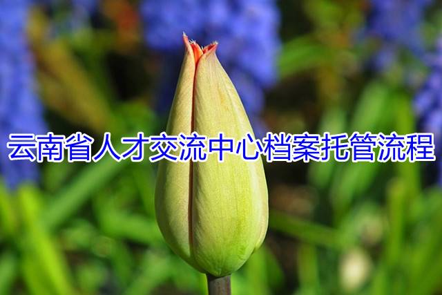 云南省人才交流中心档案托管流程
