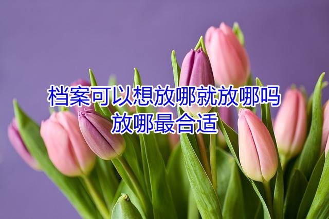 档案可以想放哪就放哪吗，放哪最合适