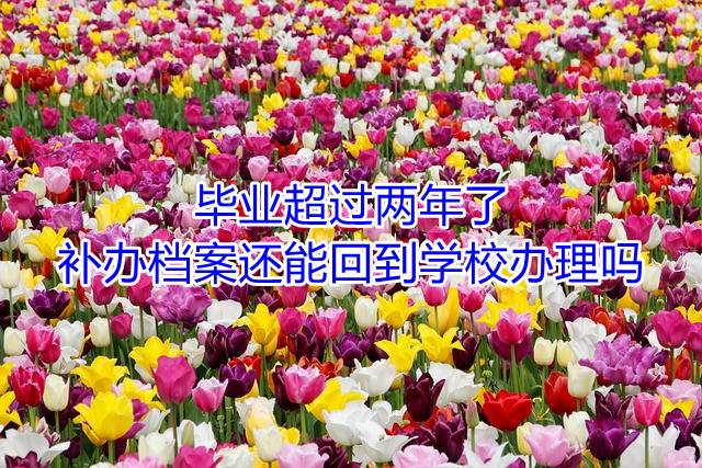 毕业超过两年了补办档案还能回到学校办理吗