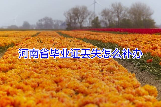 河南省毕业证丢失怎么补办