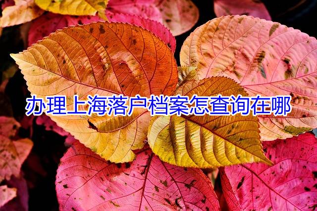 办理上海落户档案怎查询在哪