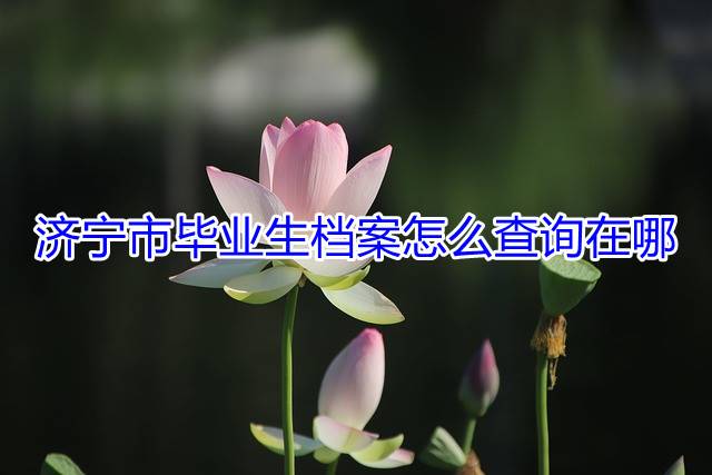 济宁市毕业生档案怎么查询在哪