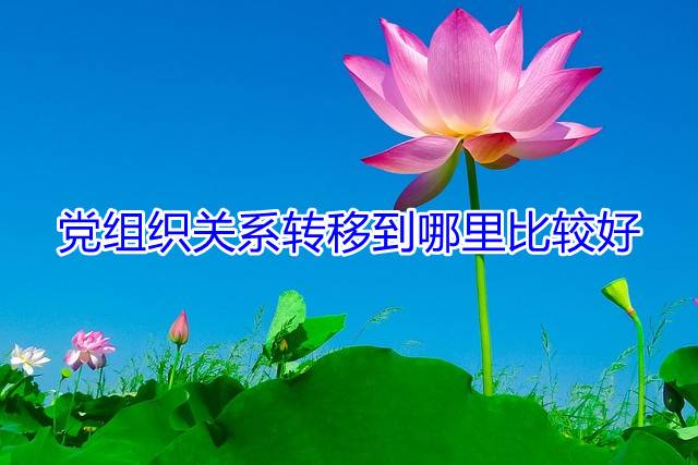 党组织关系转移到哪里比较好