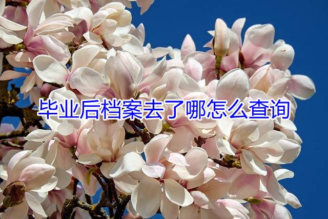 毕业后档案去了哪怎么查询