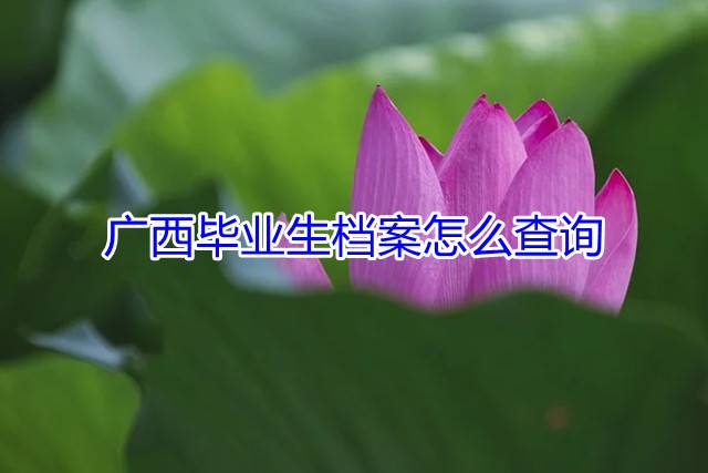 广西毕业生档案怎么查询