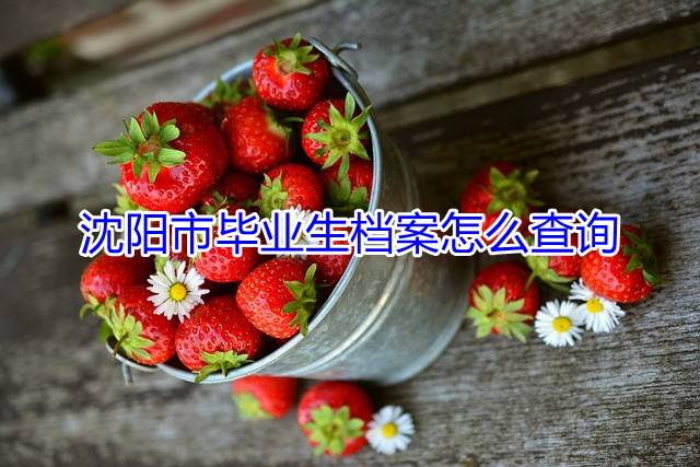 沈阳市毕业生档案怎么查询