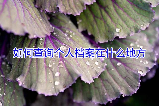 如何查询个人档案在什么地方