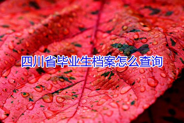 四川省毕业生档案怎么查询