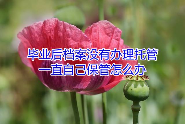 毕业后档案没有办理托管一直自己保管怎么办