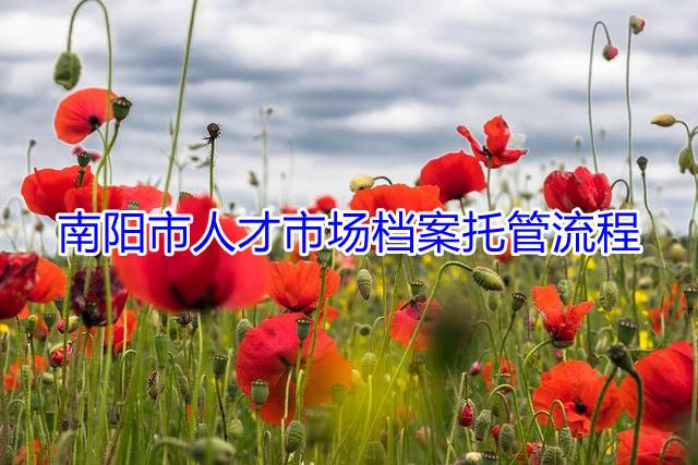 南阳市人才市场档案托管流程