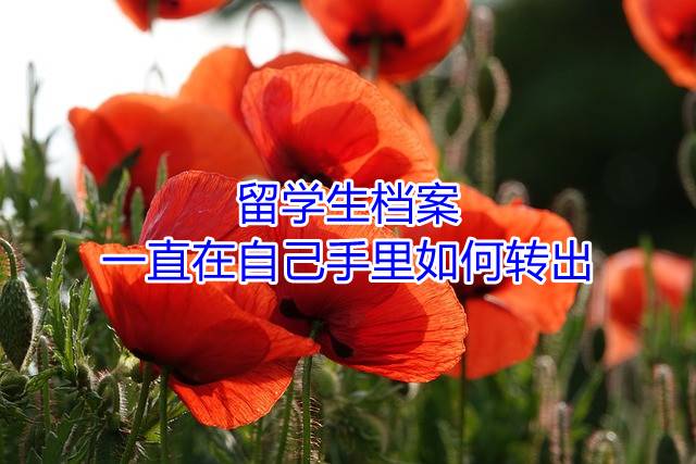 留学生档案一直在自己手里如何转出