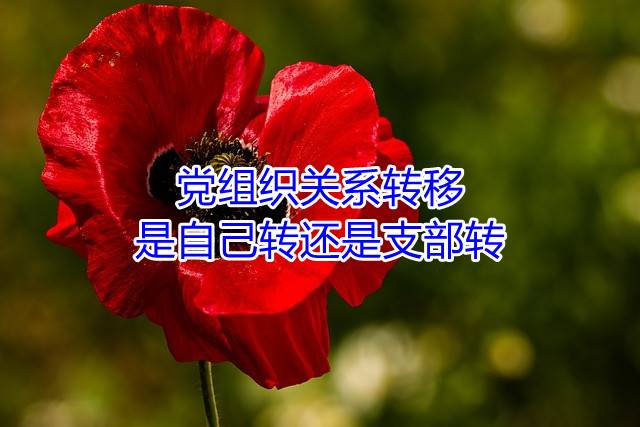 党组织关系转移是自己转还是支部转