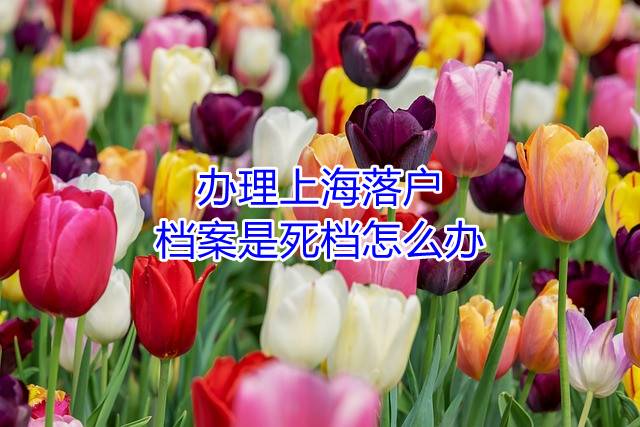 办理上海落户，档案是死档怎么办
