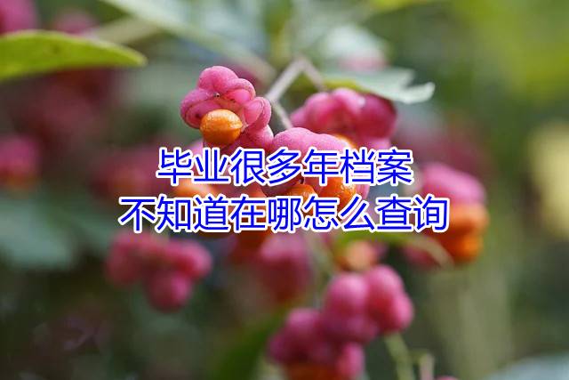 毕业很多年档案不知道在哪怎么查询