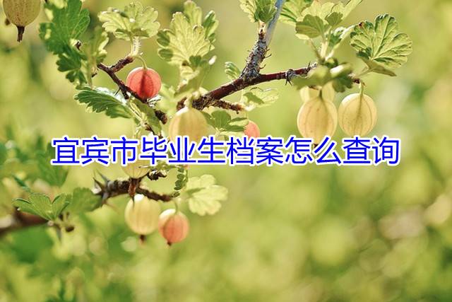 宜宾市毕业生档案怎么查询