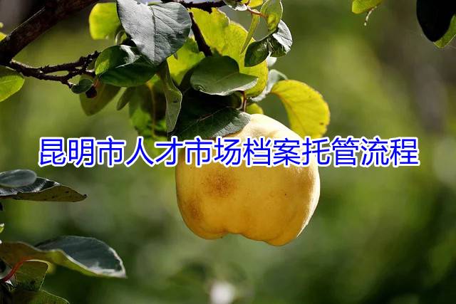 昆明市人才市场档案托管流程