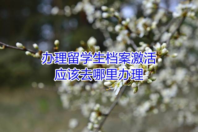 办理留学生档案激活应该去哪里办理