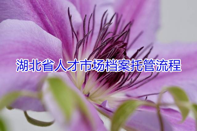 湖北省人才市场档案托管流程
