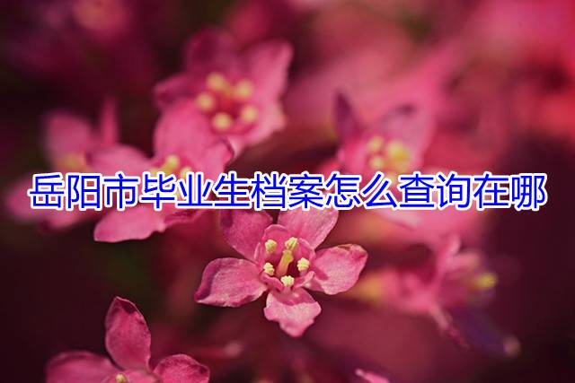 岳阳市毕业生档案怎么查询在哪