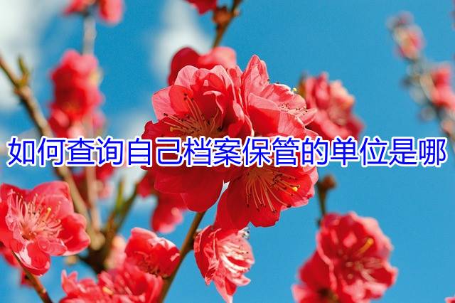 如何查询自己档案保管的单位是哪
