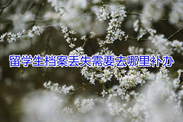 留学生档案丢失需要去哪里补办