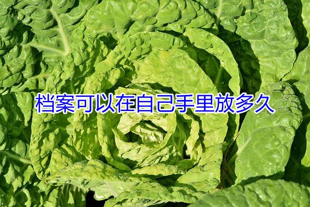 档案可以在自己手里放多久