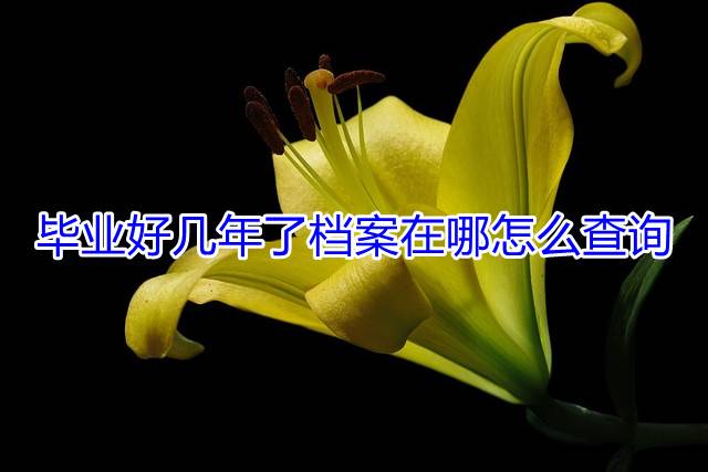 毕业好几年了档案在哪怎么查询