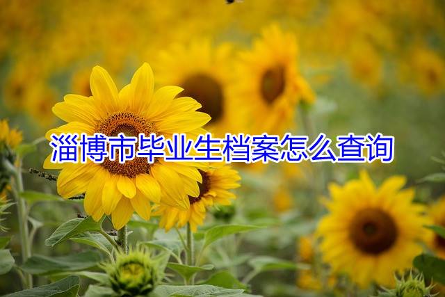 淄博市毕业生档案怎么查询