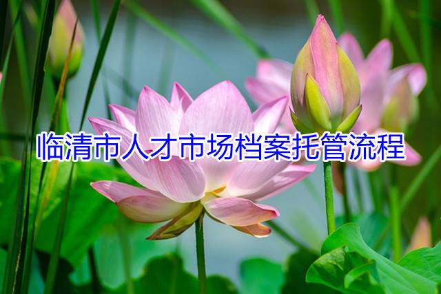 临清市人才市场档案托管流程