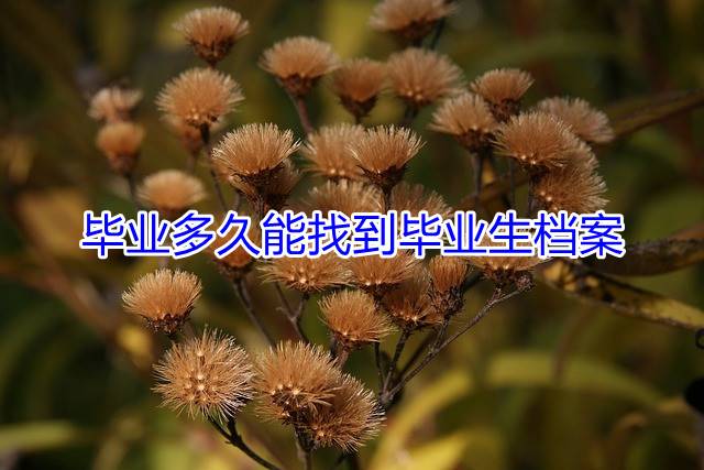 毕业多久能找到毕业生档案