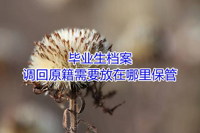 毕业生档案调回原籍需要放在哪里保管