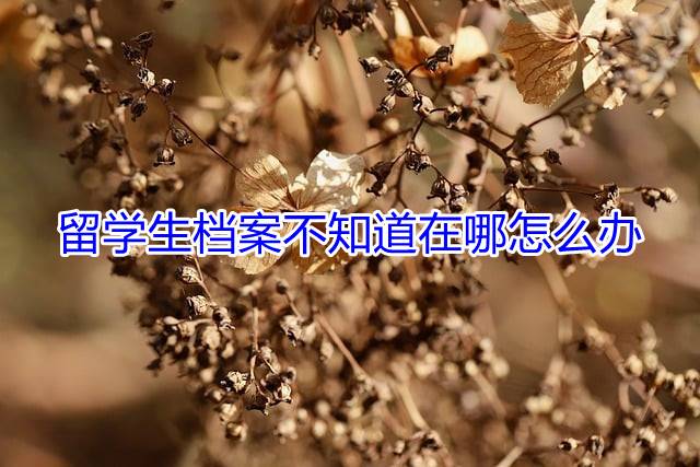 留学生档案不知道在哪怎么办