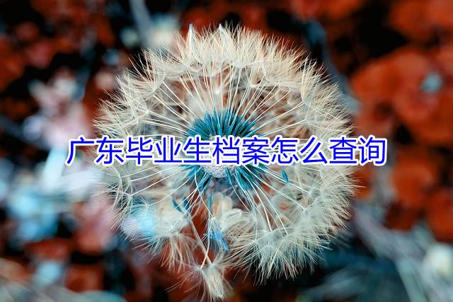 广东毕业生档案怎么查询